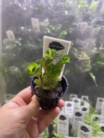 Kaiser Aquatics Rotala Green - Image 2