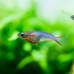 Daisy’s Ricefish (Oryzias)