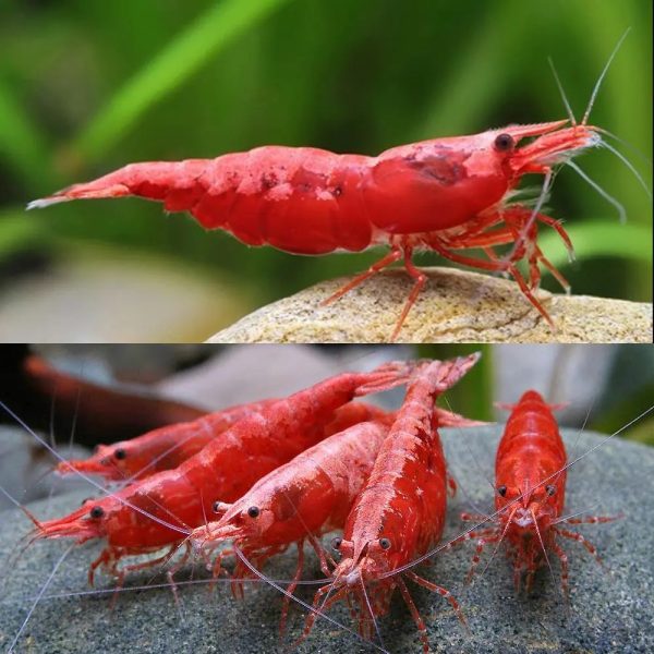 Supreme Red Shrimp