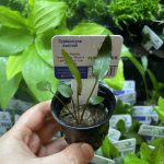 EA Cryptocoryne Axelrodi