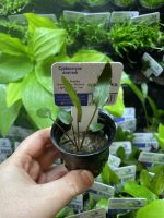 EA Cryptocoryne Axelrodi