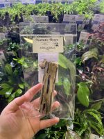 Nature Boys Africa Cholla 20g