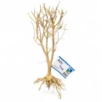 Baby Tree 25–35cm Per Pc