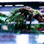 Azalea Wood 60–90cm (Per kg) - Image 4