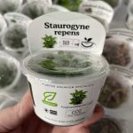 Horizon Labs Staurogyne Repens