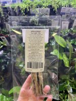 Nature Boys Africa Cholla 20g - Image 2