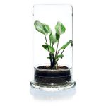 DOOA CELL Clear - Image 2