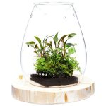 DOOA Glass Pot SHIZUKU - Image 2