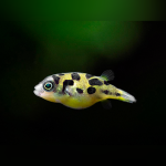 Dwarf Pea Puffer (small)