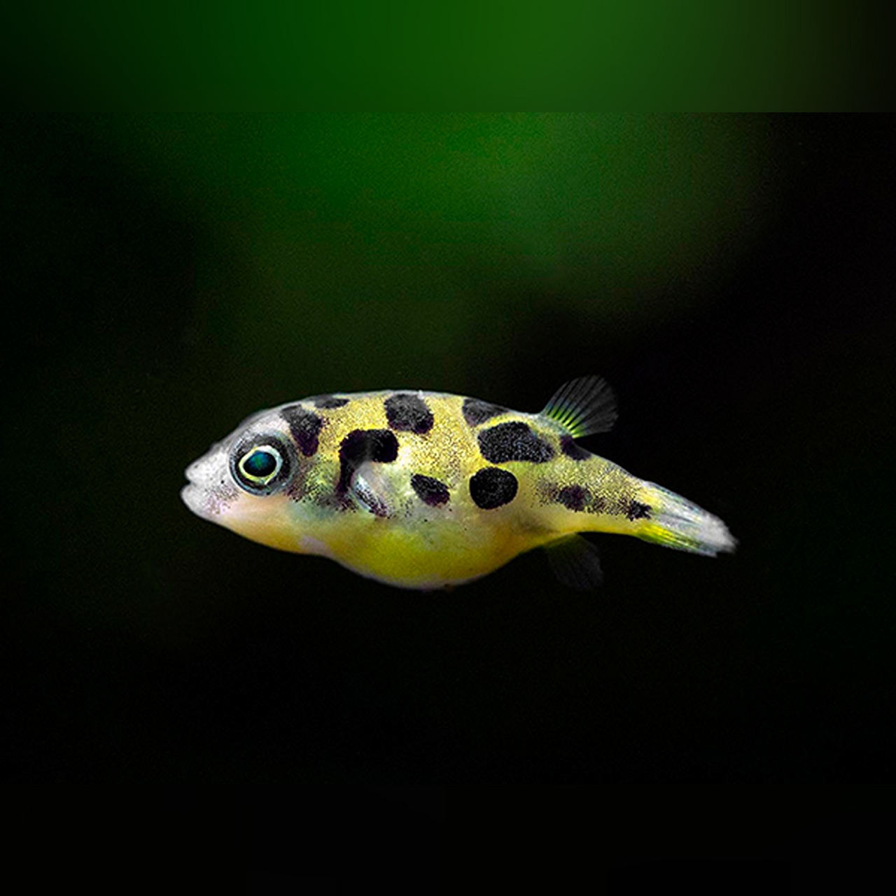 dwarf pea puffer Dwarf Pea Puffer (small) - Image 1