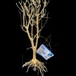 Baby Tree 25–35cm Per Pc