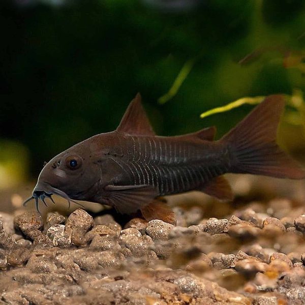 Black Venezuelan Corydora
