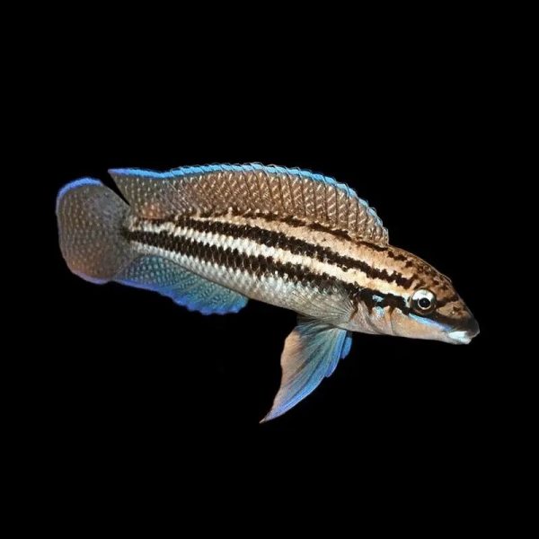 Julidochromis