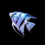 Blue Angelfish (Medium-Large)