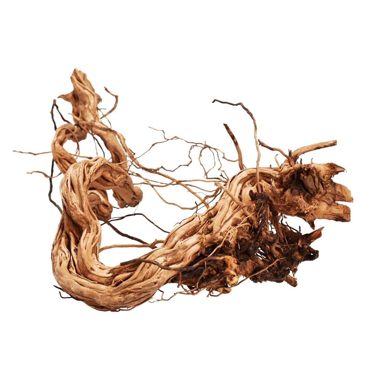 img_1547 Azalea Wood 60–90cm (Per kg) - Image 1