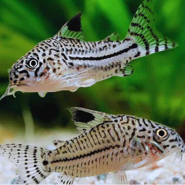 Julii Corydoras