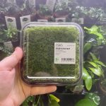 ADA Vesicularia Montagnei Christmas moss Wabi-Kusa Mat