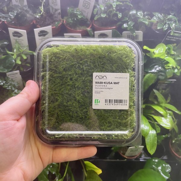 ADA Vesicularia Montagnei Christmas moss Wabi-Kusa Mat