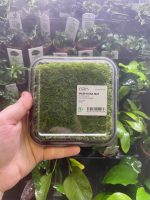 ADA Vesicularia Montagnei Christmas moss Wabi-Kusa Mat