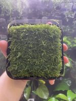 ADA Vesicularia Montagnei Christmas moss Wabi-Kusa Mat - Image 2