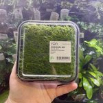 ADA Taxiphyllum sp Spiky  moss Wabi-Kusa Mat