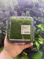ADA Taxiphyllum sp Spiky  moss Wabi-Kusa Mat