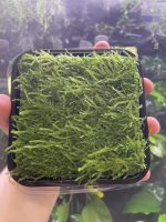 ADA Taxiphyllum sp Spiky  moss Wabi-Kusa Mat - Image 2