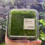ADA Taxiphyllum sp peacock moss Wabi-Kusa Mat