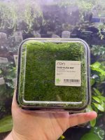 ADA Taxiphyllum flame moss Wabi-Kusa Mat