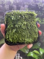 ADA Taxiphyllum flame moss Wabi-Kusa Mat - Image 2