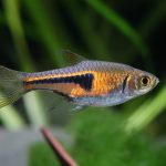 Lambchop Rasbora