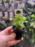 Kaiser Aquatics Bacopa Carolina