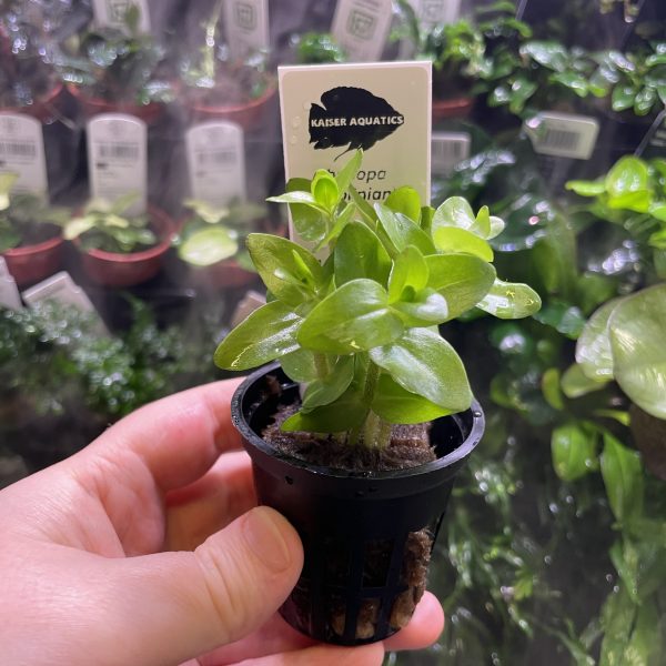 Kaiser Aquatics Bacopa Carolina