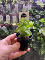 Kaiser Aquatics Bacopa Carolina