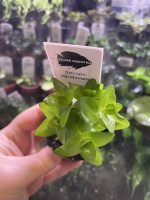 Kaiser Aquatics Bacopa Carolina - Image 2