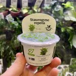 Horizon Labs Staurogyne Repens