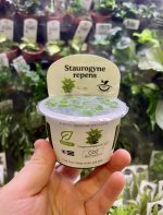 Horizon Labs Staurogyne Repens