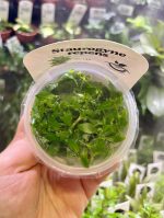 Horizon Labs Staurogyne Repens - Image 2