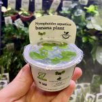 Horizon Labs Nymphoides Aquatica banana plant