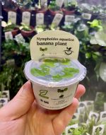 Horizon Labs Nymphoides Aquatica banana plant