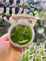 Horizon Labs Nymphoides Aquatica banana plant - Image 2