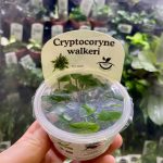 Horizon Labs Cryptocoryne Walkeri