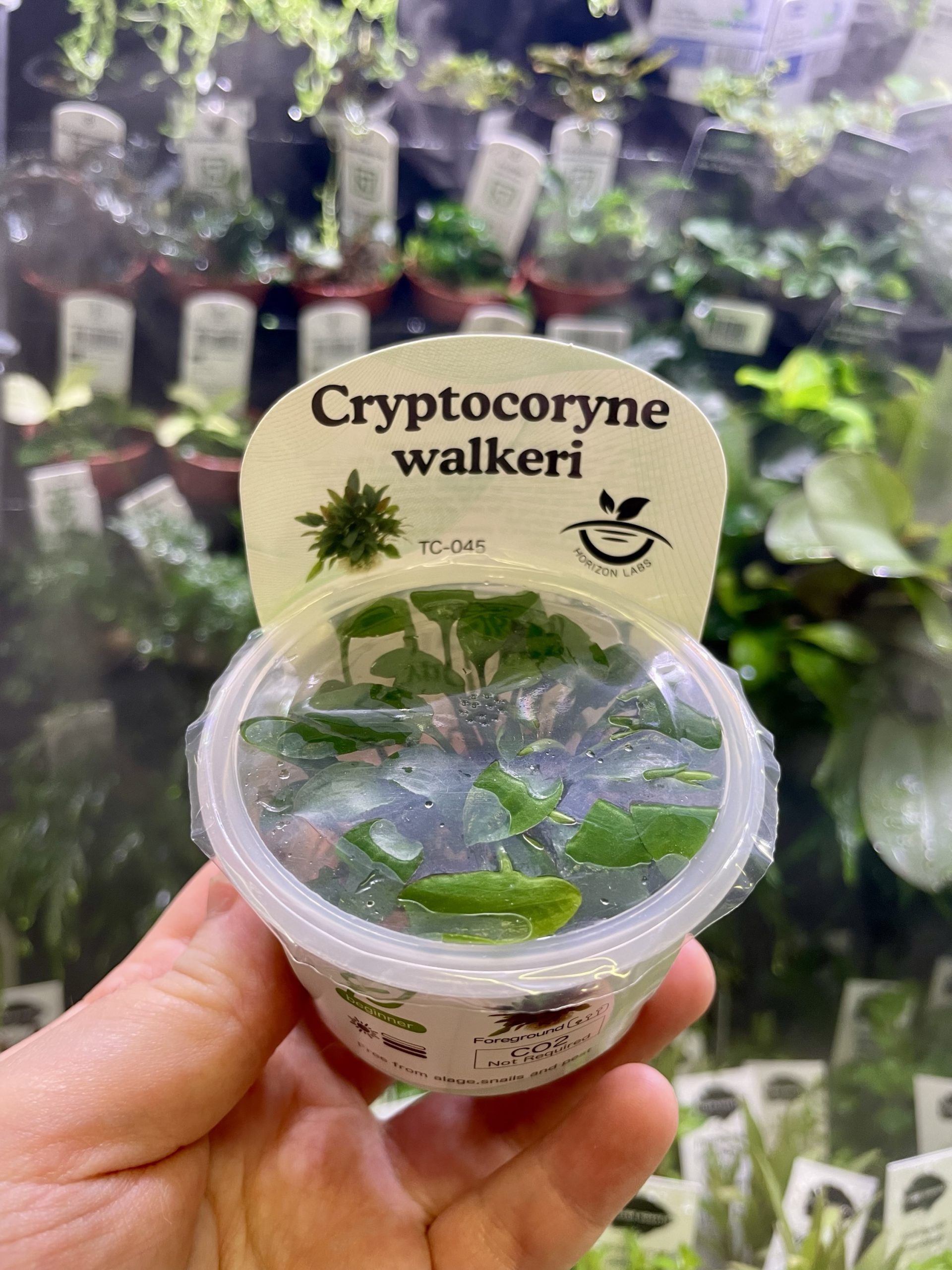 img_1895 Horizon Labs Cryptocoryne Walkeri - Image 1