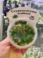 Horizon Labs Cryptocoryne Walkeri - Image 2