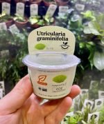 Horizon Labs Utricularia Graminifolia