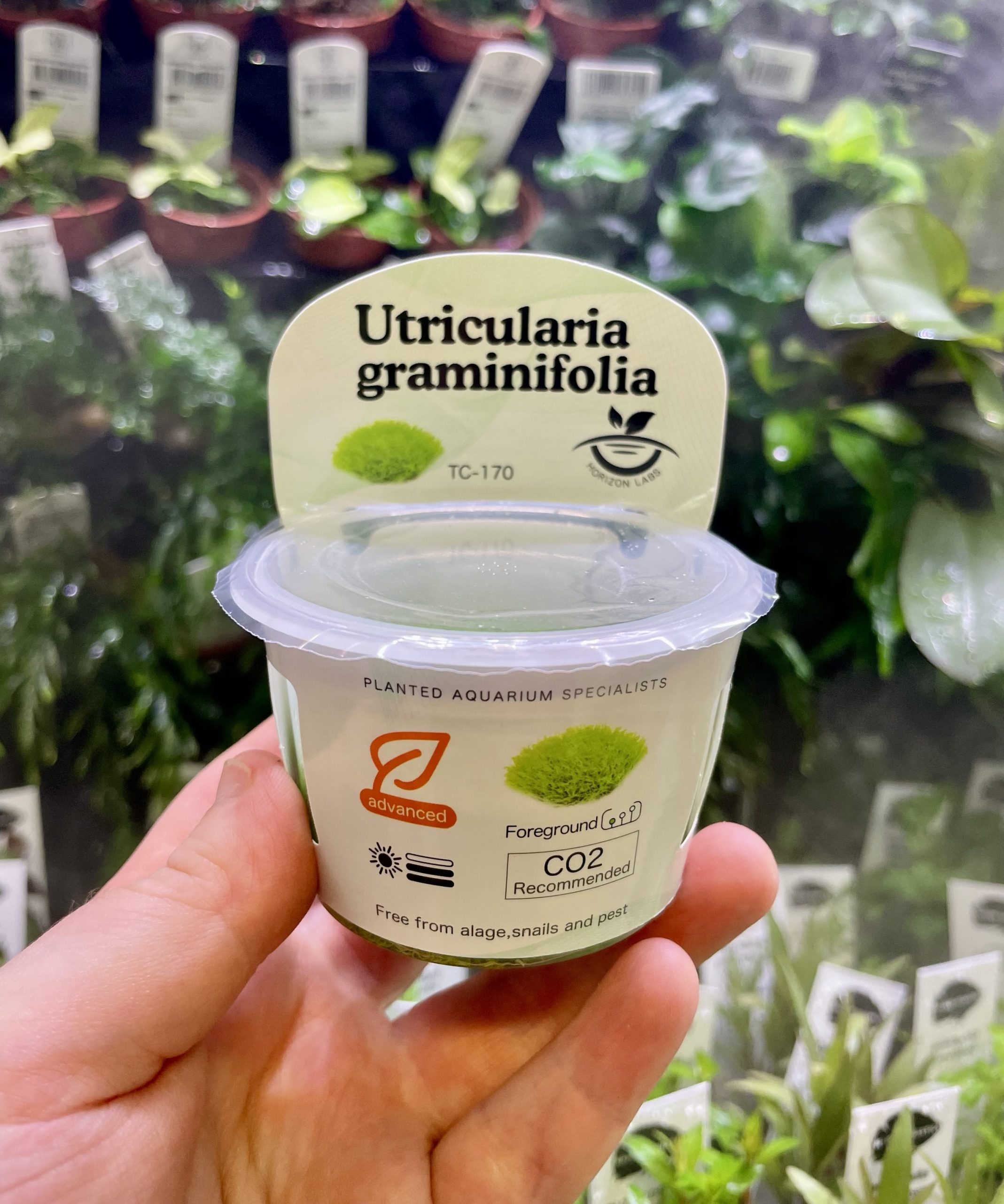 img_1899-2 Horizon Labs Utricularia Graminifolia - Image 1