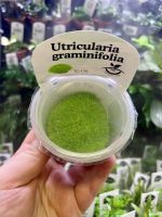 Horizon Labs Utricularia Graminifolia - Image 2