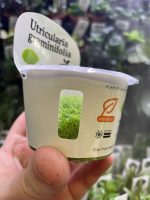 Horizon Labs Utricularia Graminifolia - Image 3