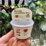 Horizon Labs Rotala Rotundifolia hra