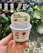 Horizon Labs Rotala Rotundifolia hra